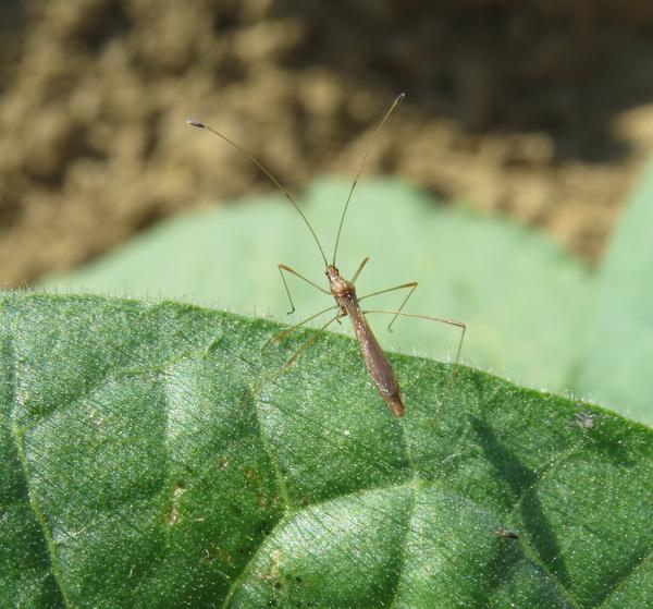 Thumbnail image for Spined Stilt Bug in Tobacco